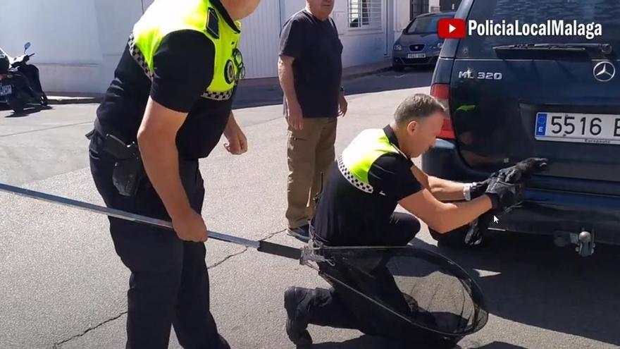 Rescatan dos cuervos heridos en el cauce del Guadalmedina y en El Viso