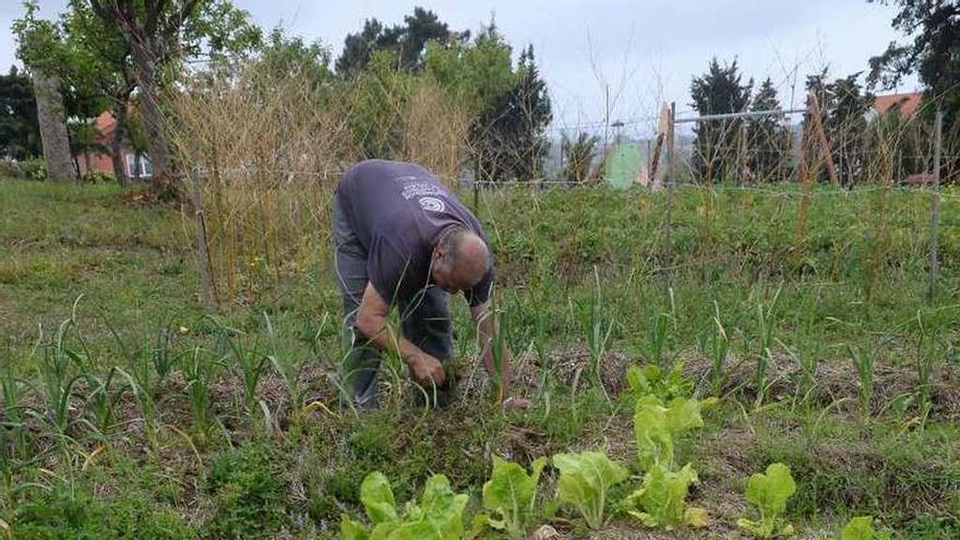 Huerta con productos ecológicos.