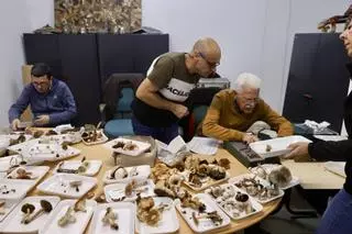 El reino de las setas, listo para pasar revista en Gijón "pese a la sequía": una exposición donde el atractivo está "en las más raras"