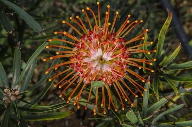 Visita a una plantacion de proteas een la Granja Agrícola del Cabildo. FOTOS: JC CASTRO