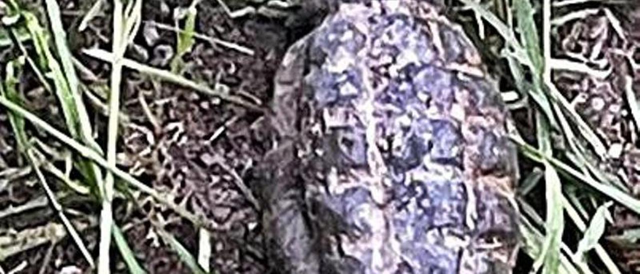 Encuentran una granada de mano al desbrozar una reguera en Pola del Pino