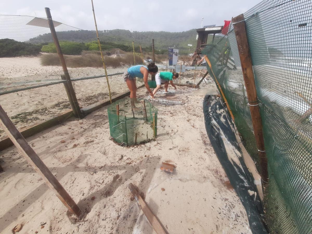 Voluntarias del GEN-GOB han estado trabajando toda la mañana