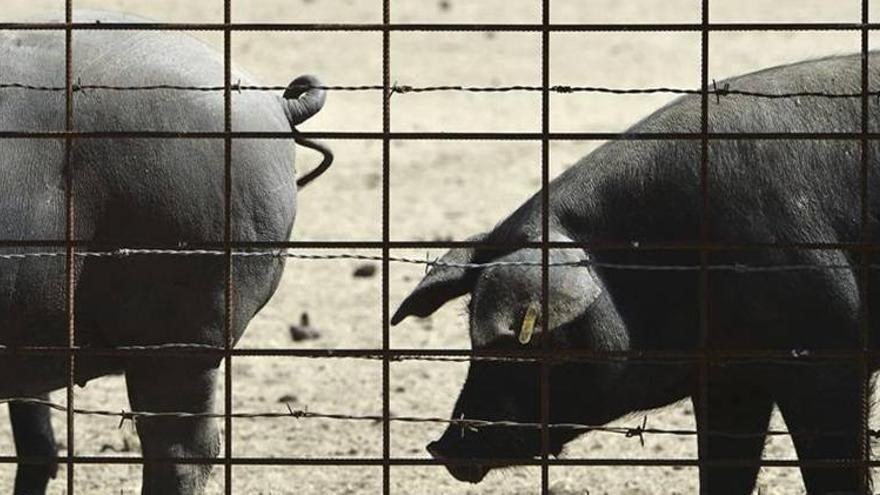 Los Pedroches, la mayor dehesa del mundo y cuna del &quot;rey&quot; Ibérico