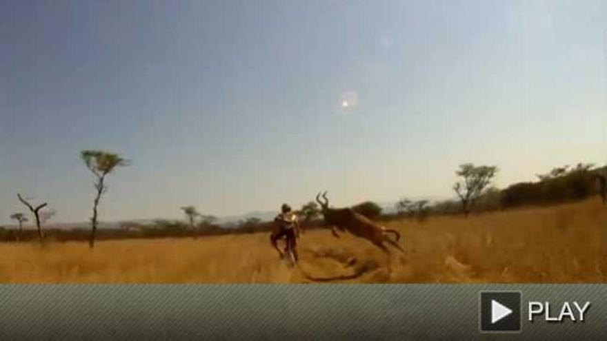 Un antílope embiste a un ciclista durante una carrera en Sudáfrica