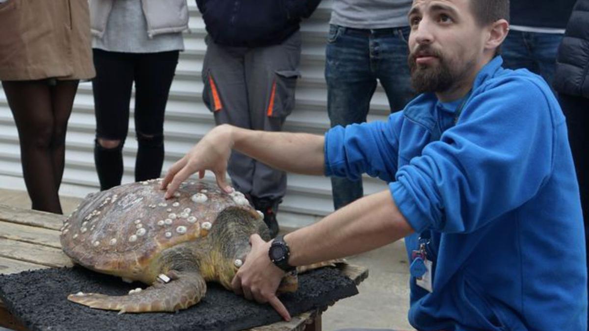 Arranquen els cursos universitaris sobre els animals de l’Oceanogràfic