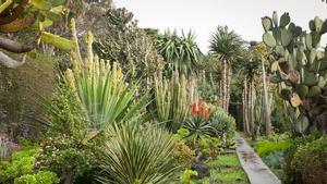 Jardín de plantas suculentas.