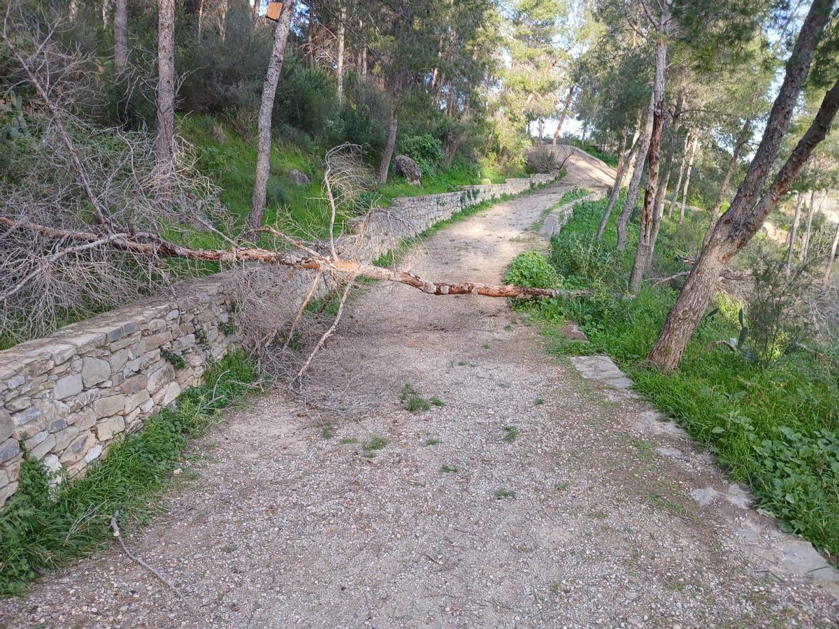 Arbol caído en Sagunt.