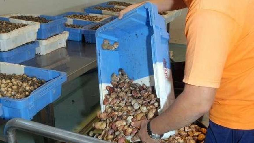La lonja de A Illa abre sus puertas a partir de las 12.00 horas. // Abella