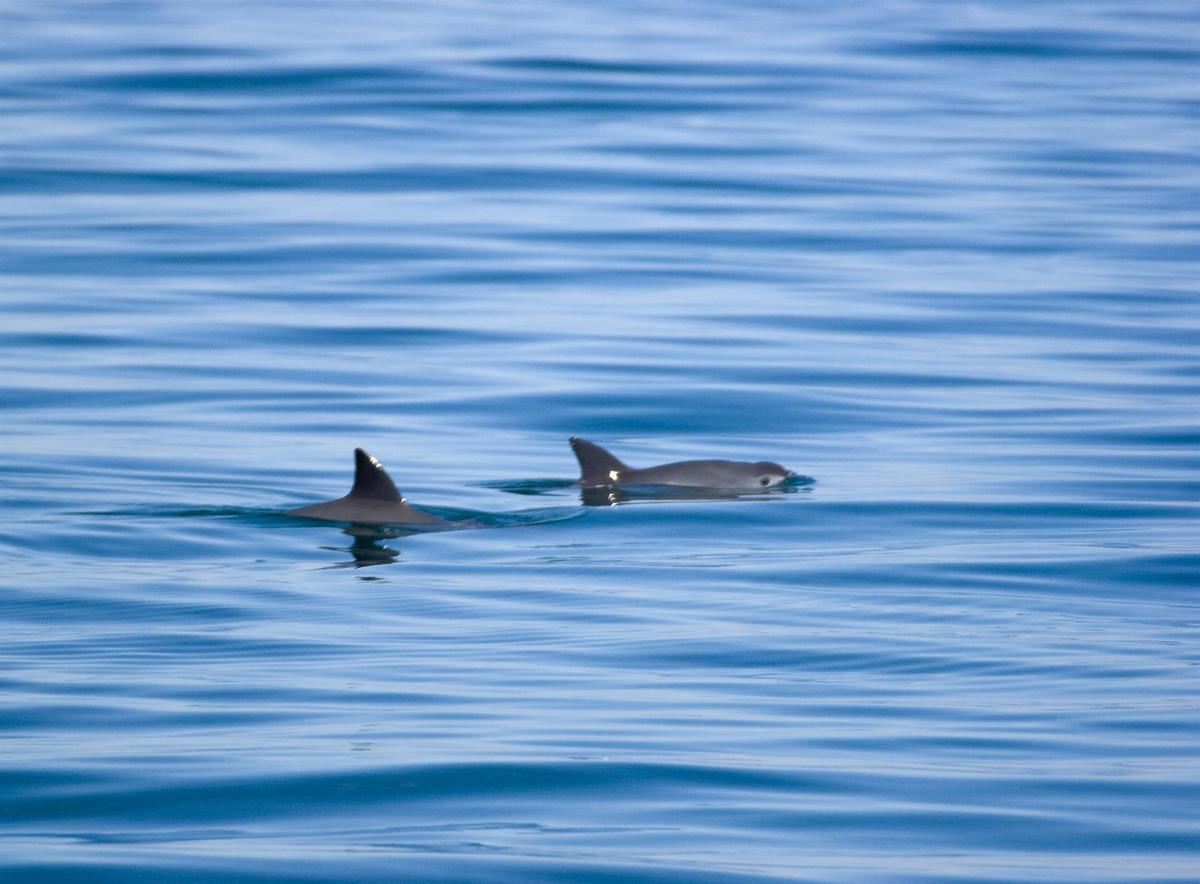 Dos vaquitas marinas nadan en el golfo de California.