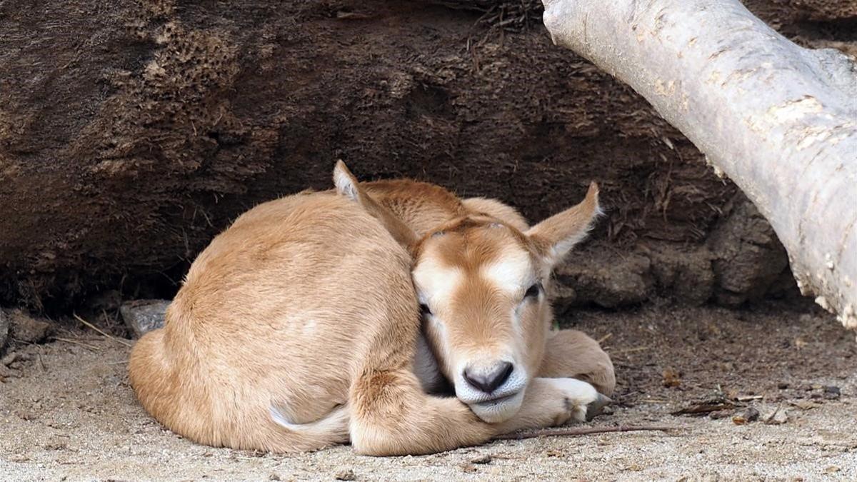 Nacimiento oryx en el Zoo de Barcelona