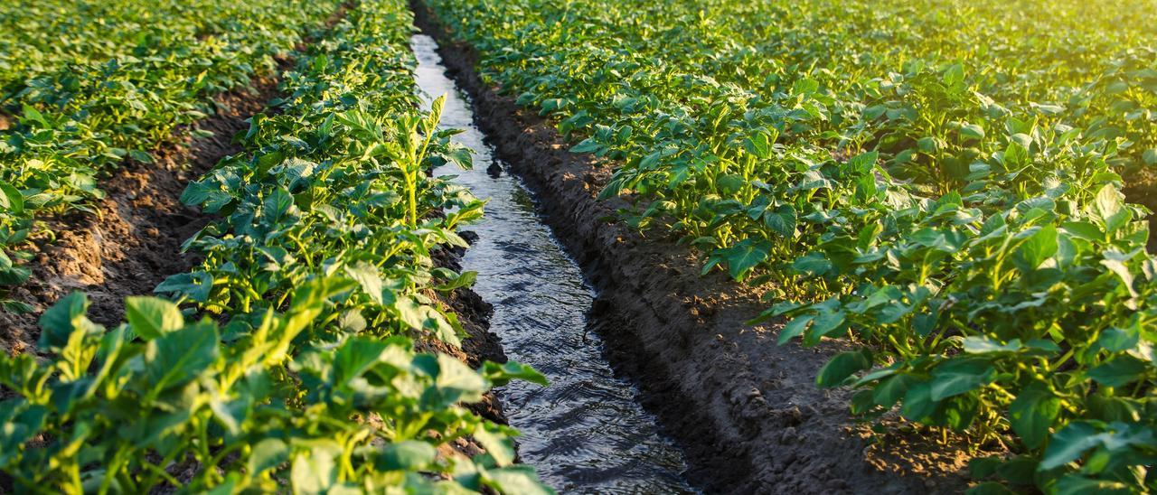 La agricultura de regadío es el mayor consumidor de agua.