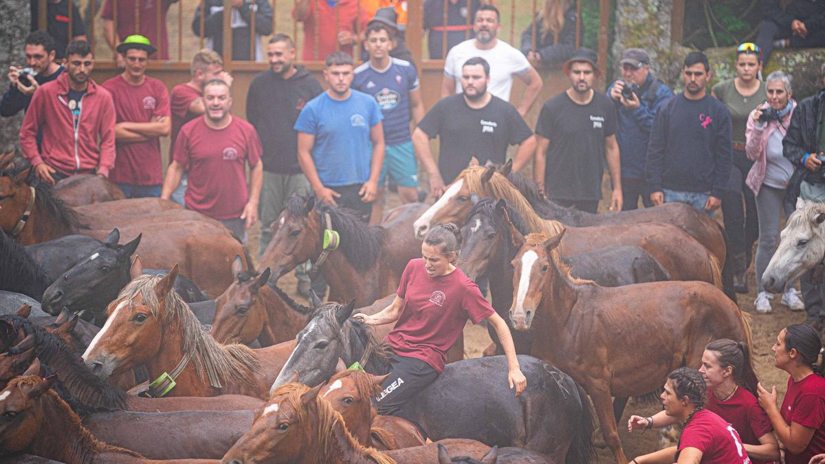 Una «apeitadora» a lomos de un caballo es animada por sus compañeras, ayer en el curro de Amil.