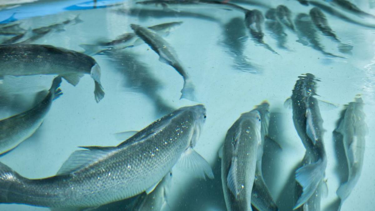Bei Es Carnatge wachsen genetisch kontrollierte Fischeltern.