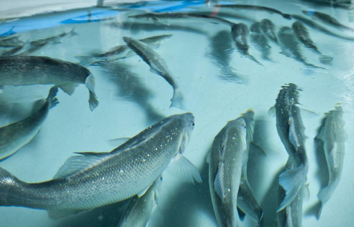 Bei Es Carnatge wachsen genetisch kontrollierte Fischeltern.