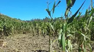 Reclaman ir más allá de la caza para frenar el jabalí en Galicia por los daños al campo y los casi 4.000 accidentes que provoca al año