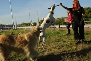 Las quejas por el mal estado de las zonas para perros en Barcelona se duplican en dos años