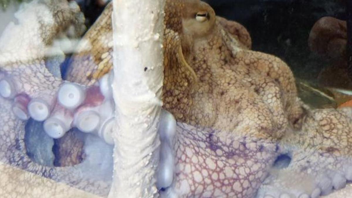 Un ejemplar de pulpo nacido y criado en cautividad, de Grupo Pereira.
