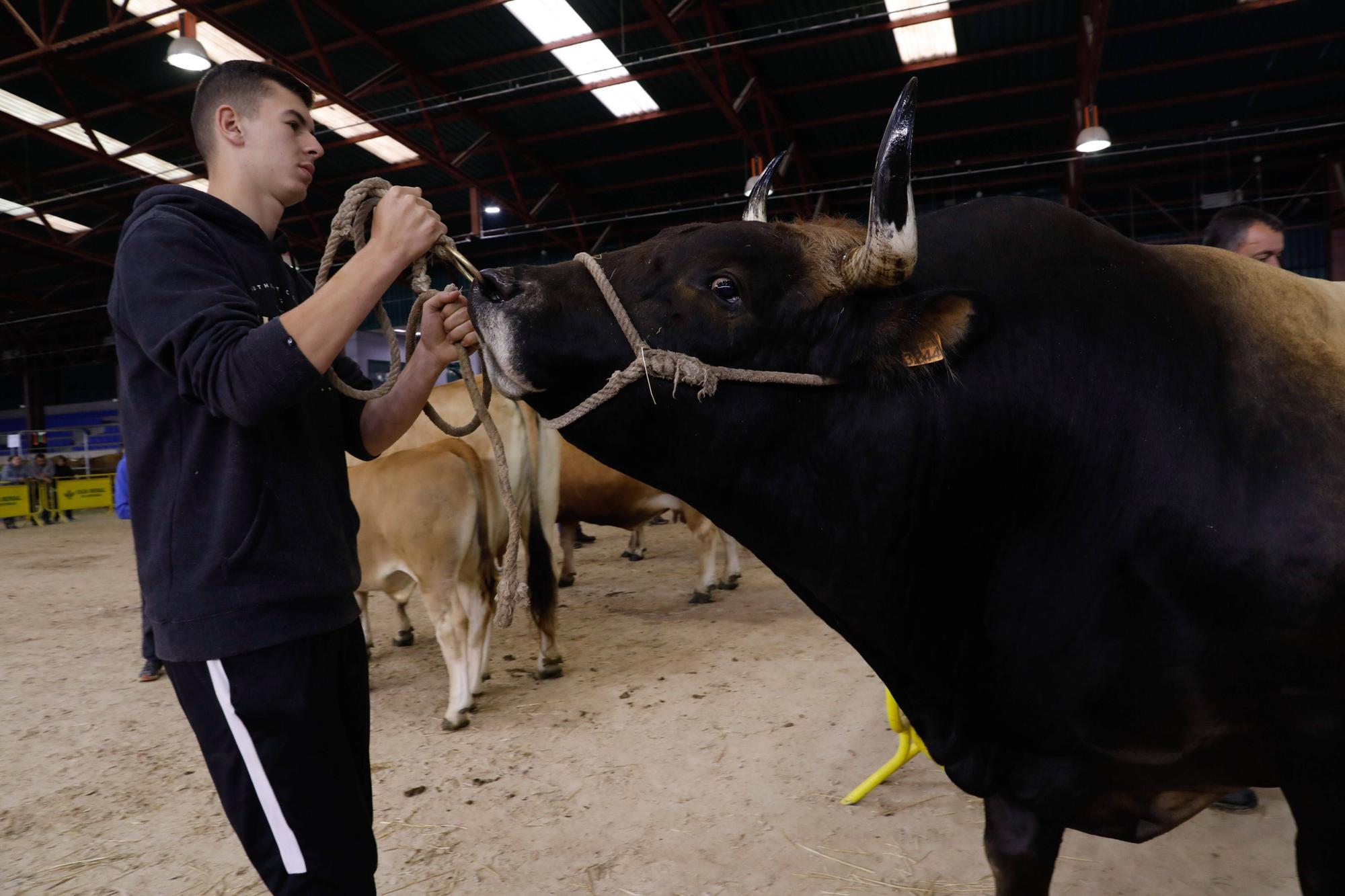 El gran cierre de La Ascensión: así fue la última jornada festiva en la feria del campo en Oviedo