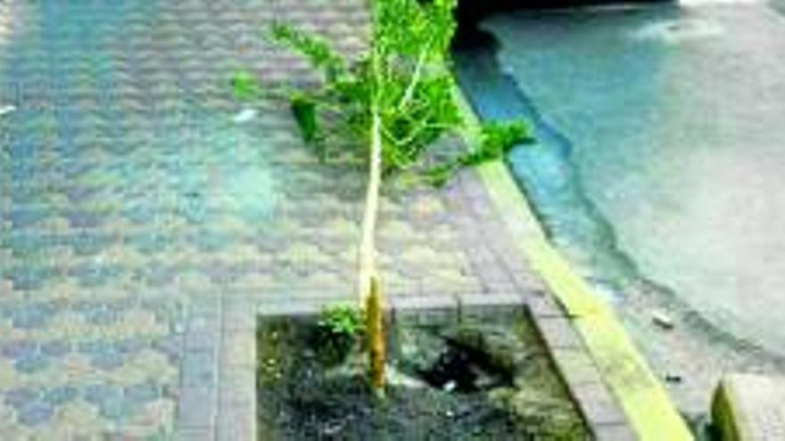 Rompen un árbol en la avenida Hernán Cortés