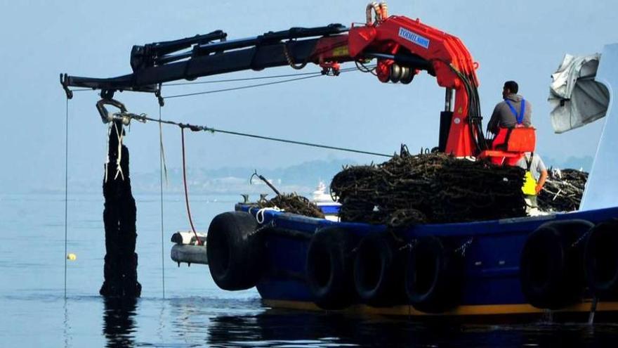 Actividad extractiva en las bateas de mejillón, uno de los motores económicos de Galicia. // Iñaki Abella