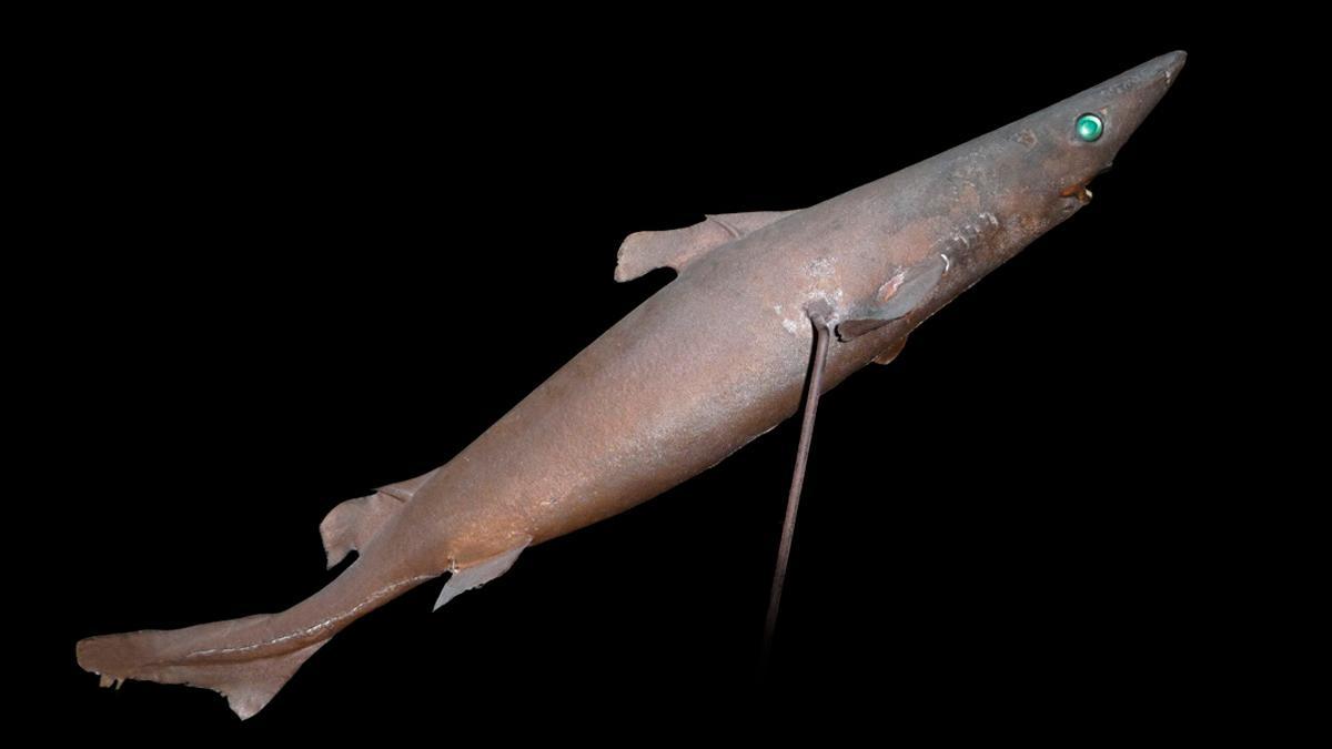 Un ejemplar de tiburón 'Centroscymnus crepidater'.