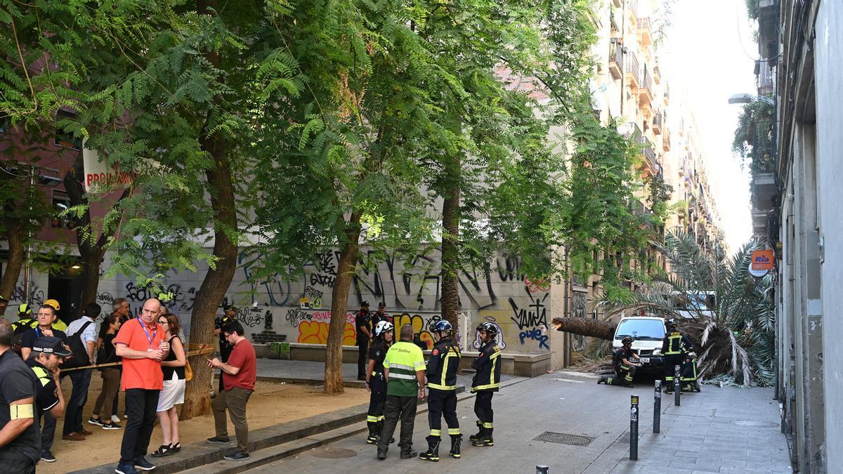 Muere una mujer al caerle encima una palmera en el Raval de Barcelona