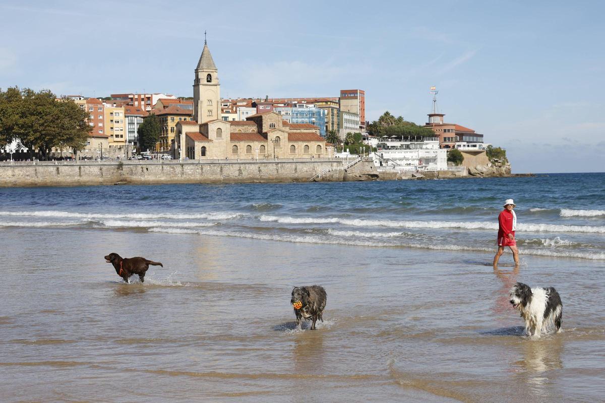 Perros en la playa de San Lorenzo