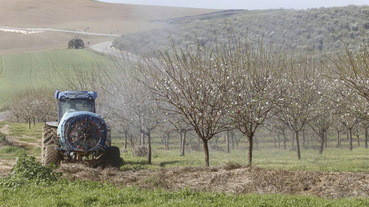 Así lucen los almendros en flor