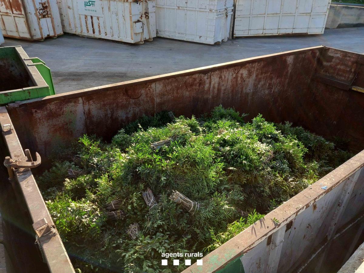 Lentisco requisado por agentes rurales