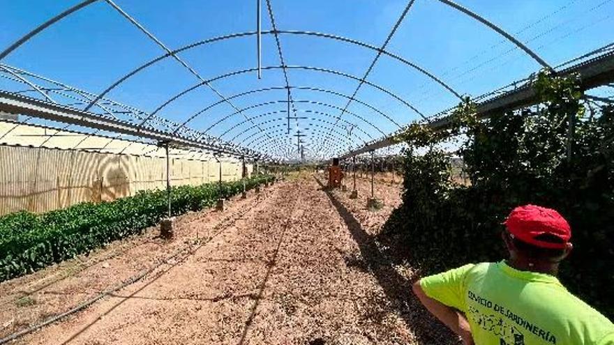 Huerto ecológico en las instalaciones de San Gil.