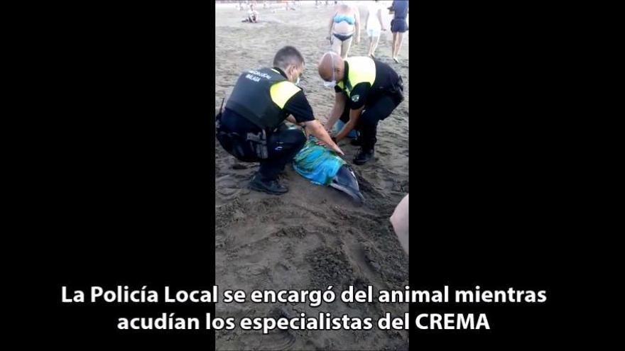 Fallece un delfín varado en La Misericordia