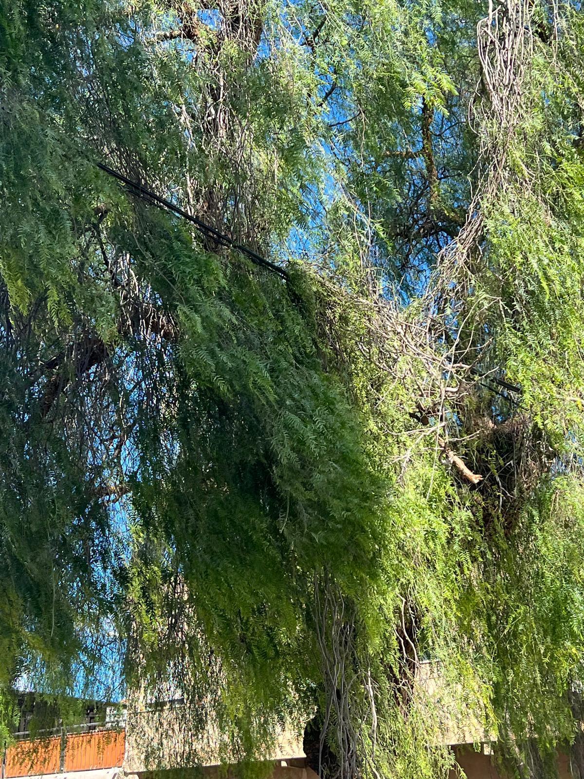 Una rama de un árbol que el viento ha roto en Alginet.
