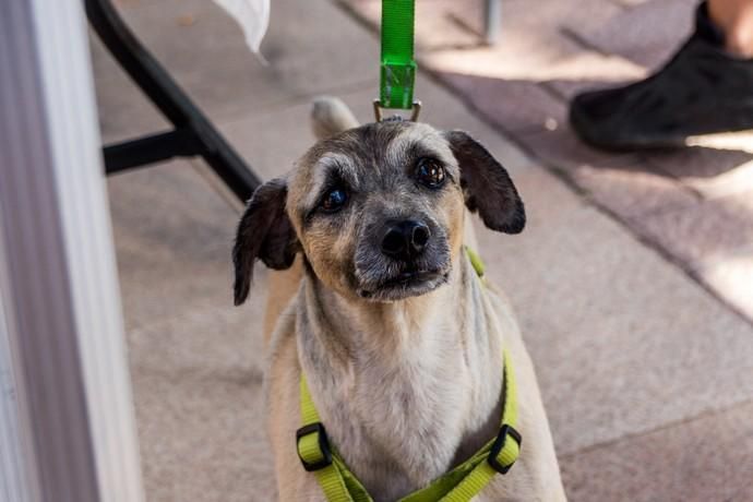 II Feria de Mascotas en Maspalomas