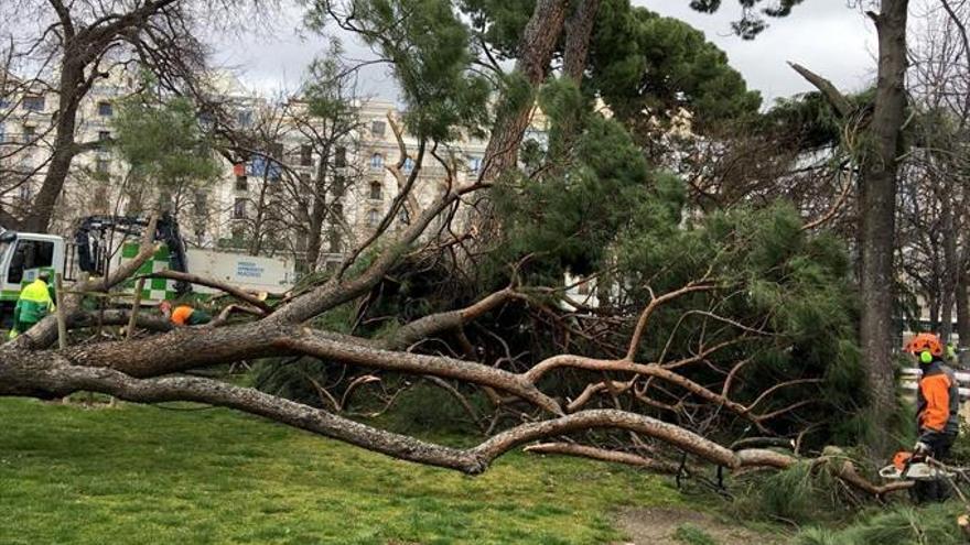 Muere un niño de 4 años tras caer sobre él un árbol del Retiro