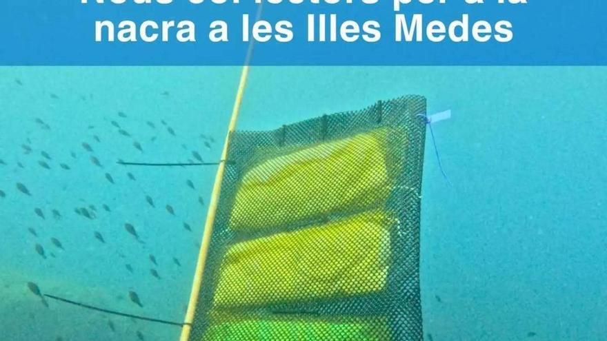 Instal·len nous col·lectors de larves de nacra a les Illes Medes
