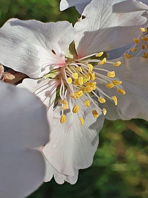 So schön blüht die Mandelblüte