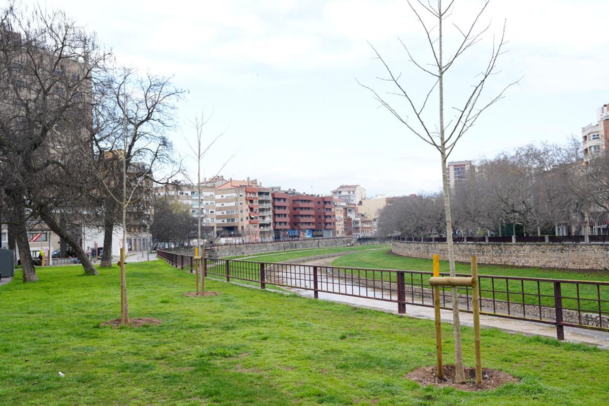 Una imatge d'arxiu de plantació d'arbrat.