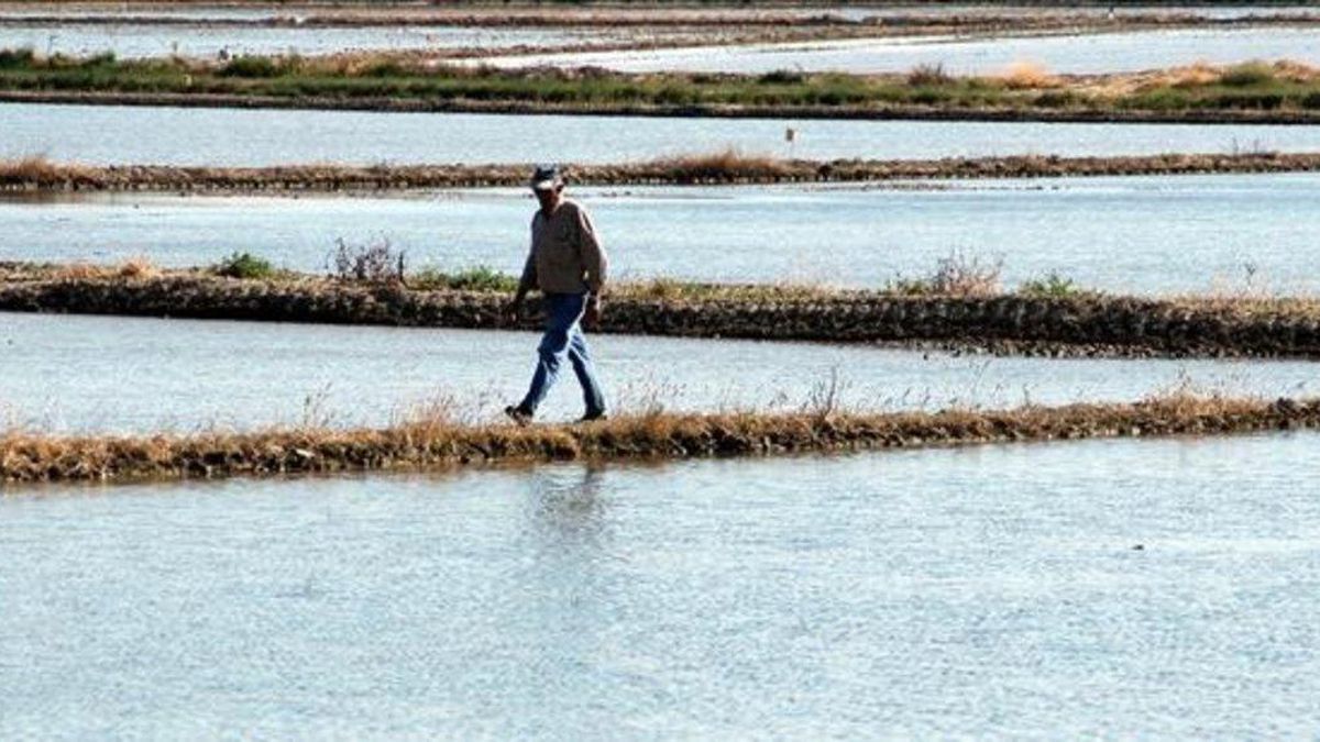 Cítricos, arroz y huerta de otoño protagonizan en septiembre '12 meses, 12 paisajes' de Catalunya