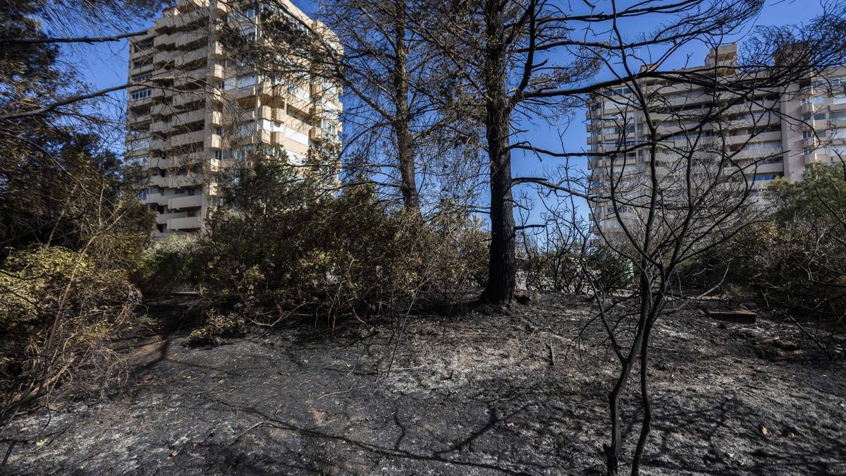 El incendio en el Saler de esta semana ha obligado a evacuar a decenas de vecinos