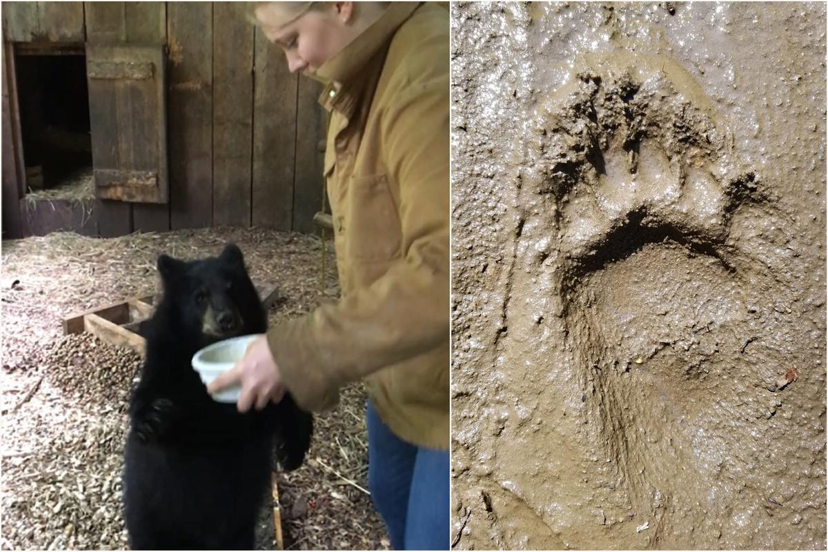 Una investigadora muestra un bol lleno de jarabe de arce y salsa de manzana a un joven ejemplar de oso para conseguir así que el cachorro se ponga sobre dos patas y tomar una muestra de sus huellas.