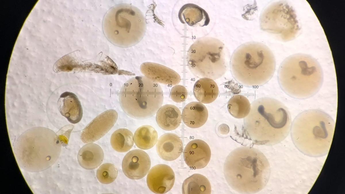 Donde nace la sardina: un viaje por la costa gallega a través del microscopio