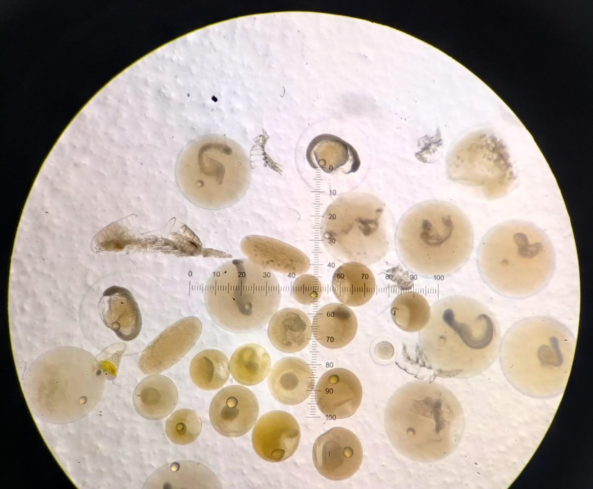 Huevos de sardina recolectados por los investigadores del IEO que en estos momentos están realizando la campaña Sareva en la costa gallega.