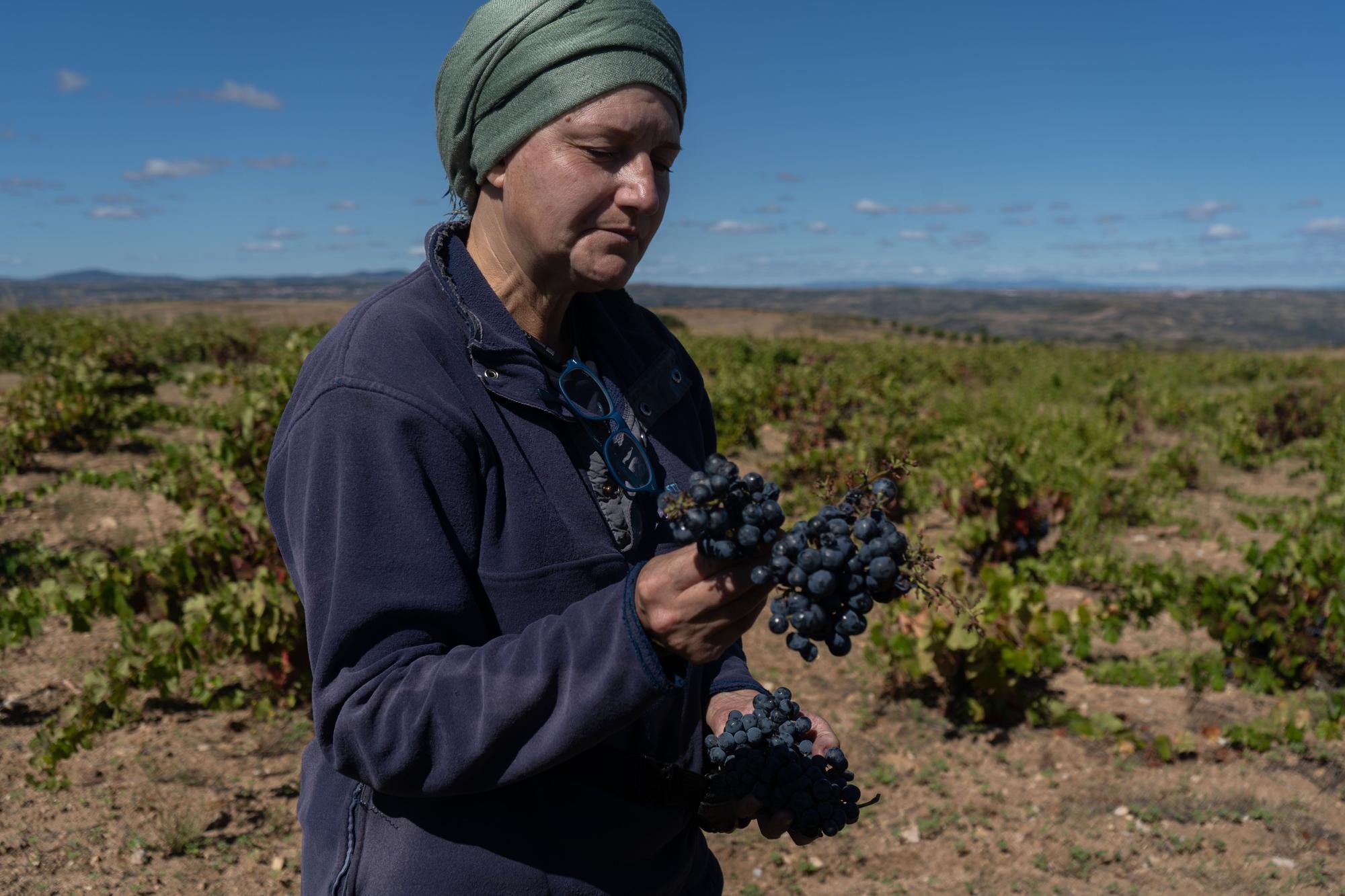 GALERÍA | Arranca la vendimia en la D. O. Arribes