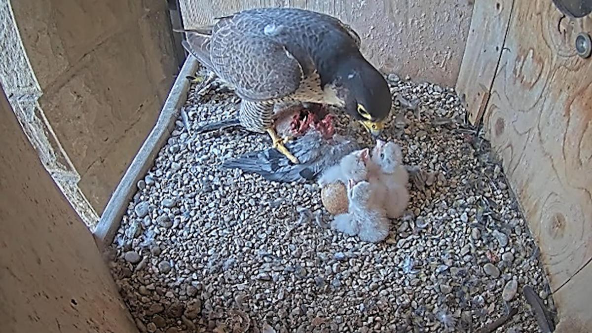 La hembra de halcón peregrino con sus tres polluelos, en la Sagrada Família