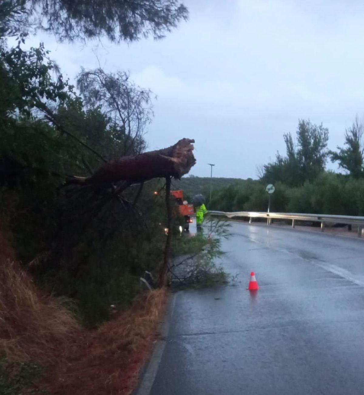 Árbol caído en la carretera provincial CO-5206.