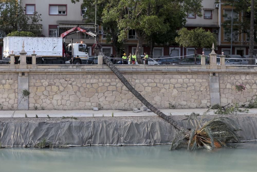 Una fuerte racha de viento hace caer una palmera