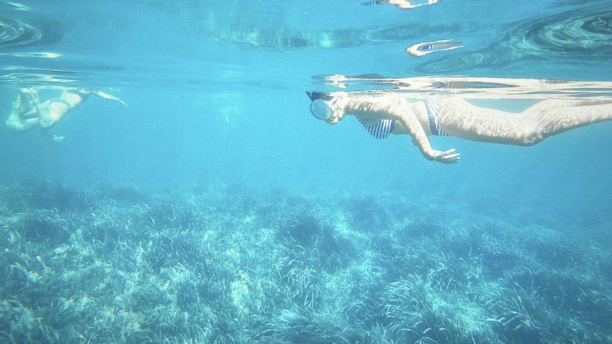 Observación de la posidonia en una edición anterior del programa. | DI