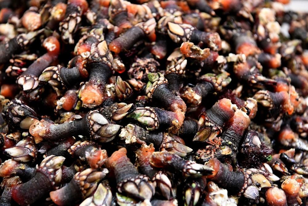 Percebes que alcanzan los 120 euros el kilo, cigalas, centollas, lubrigantes...