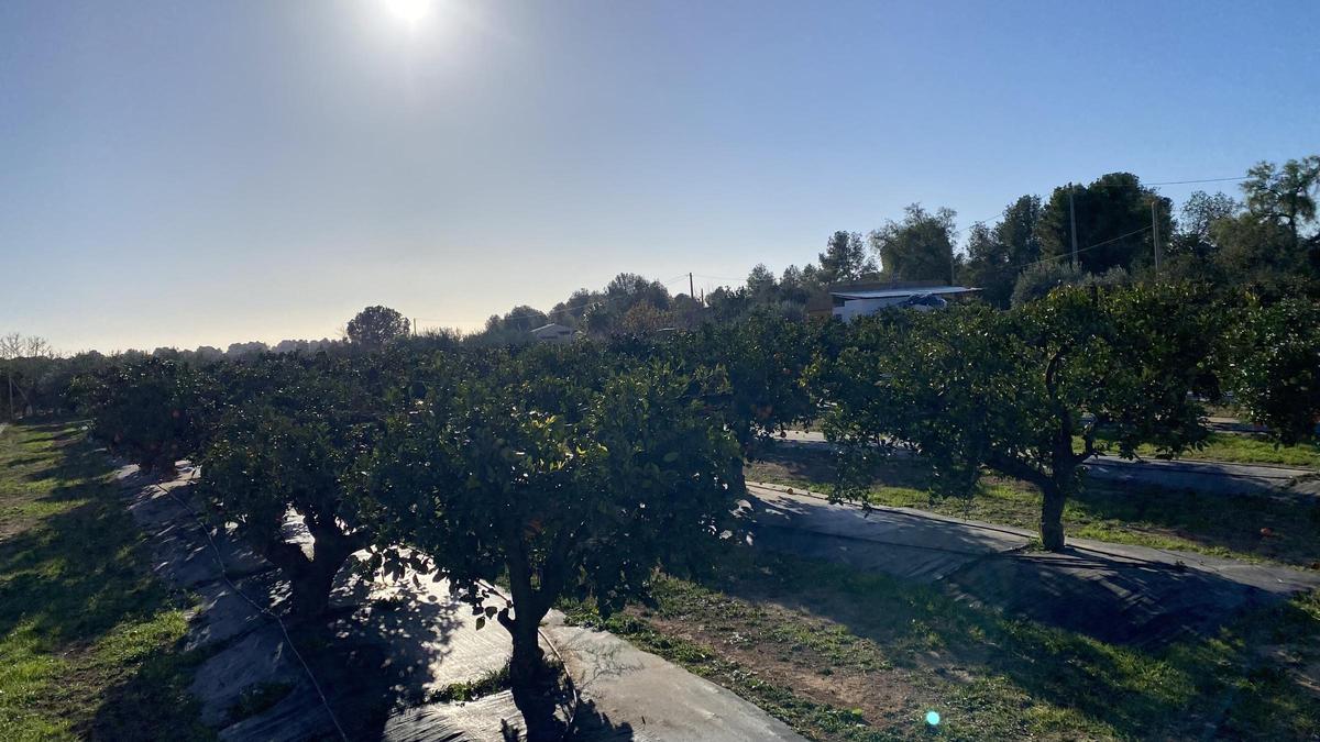 A través de Finca Naturalia, Veganic refuerza su compromiso con una agricultura sostenible e innovadora, basada en el respeto por el medio ambiente.