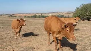 Tercer foco de la EHE de las vacas en España y se aproxima a Zamora